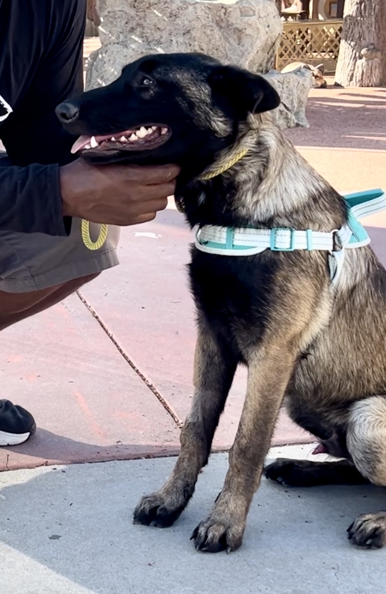 Enlarge Skye, a Adoptable Belgian Shepherd / Malinois image 6/6