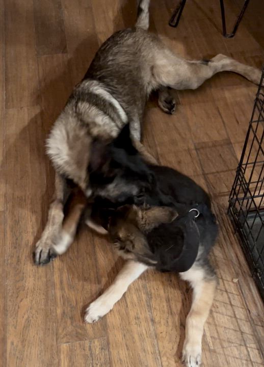 Enlarge Skye, a Adoptable Belgian Shepherd / Malinois video 2/6