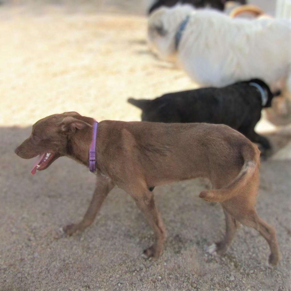 Enlarge Davey - PAWS, a Adoptable Mixed Breed in Las Cruces, NM image 1/6