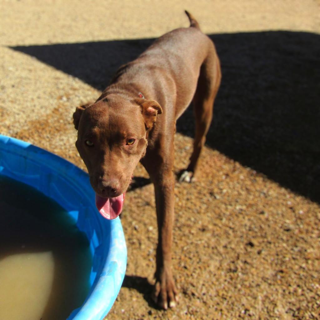 Enlarge Davey - PAWS, a Adoptable Mixed Breed in Las Cruces, NM image 2/6