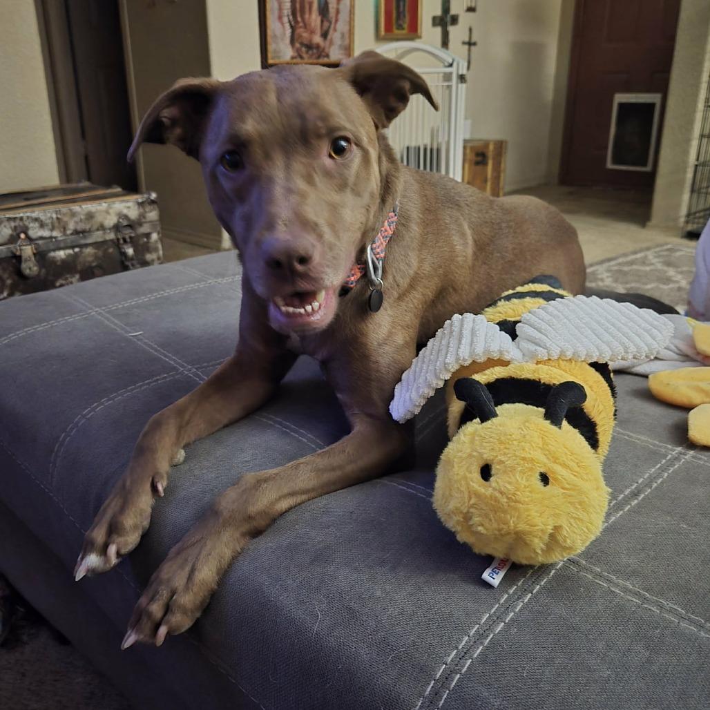 Davey - PAWS, a Adoptable Mixed Breed in Las Cruces, NM image 3/6