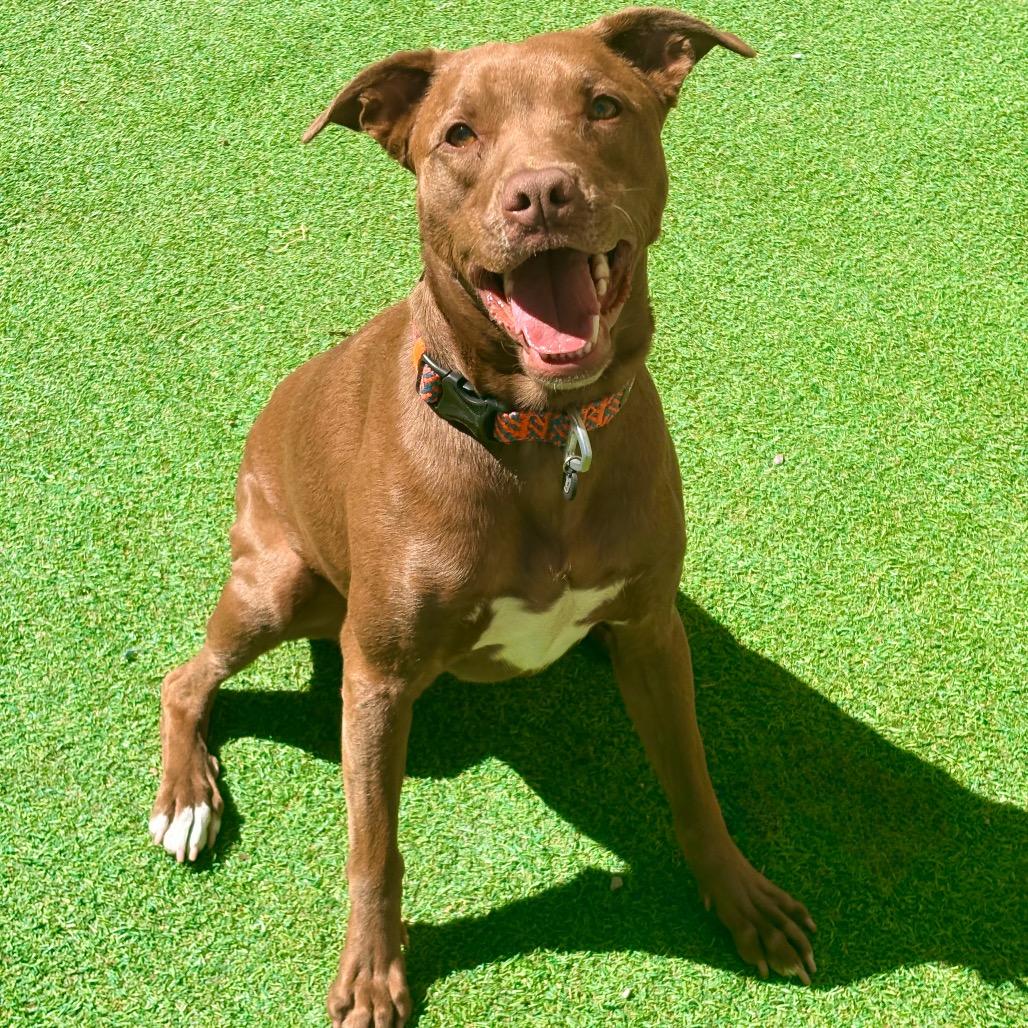 Davey - PAWS, a Adoptable Mixed Breed in Las Cruces, NM image 3/6