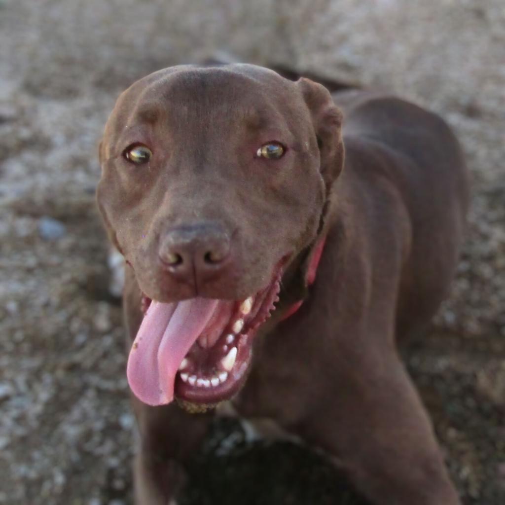 Enlarge Davey - PAWS, a Adoptable Mixed Breed in Las Cruces, NM image 3/6
