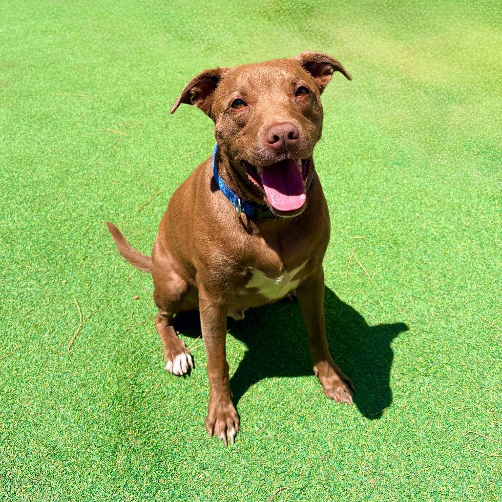 Enlarge Davey - PAWS, a Adoptable Mixed Breed in Las Cruces, NM image 4/6