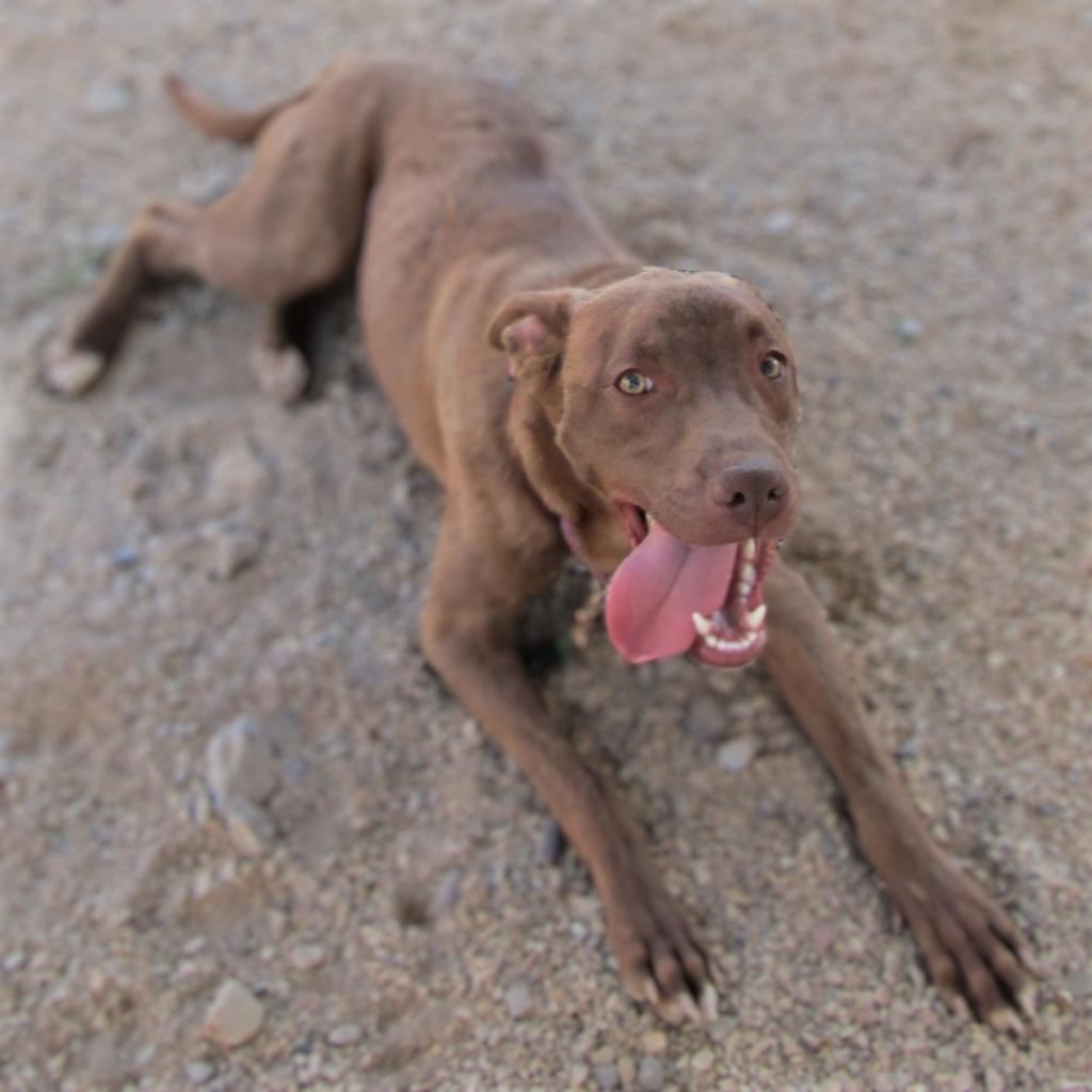 Enlarge Davey - PAWS, a Adoptable Mixed Breed in Las Cruces, NM image 5/6