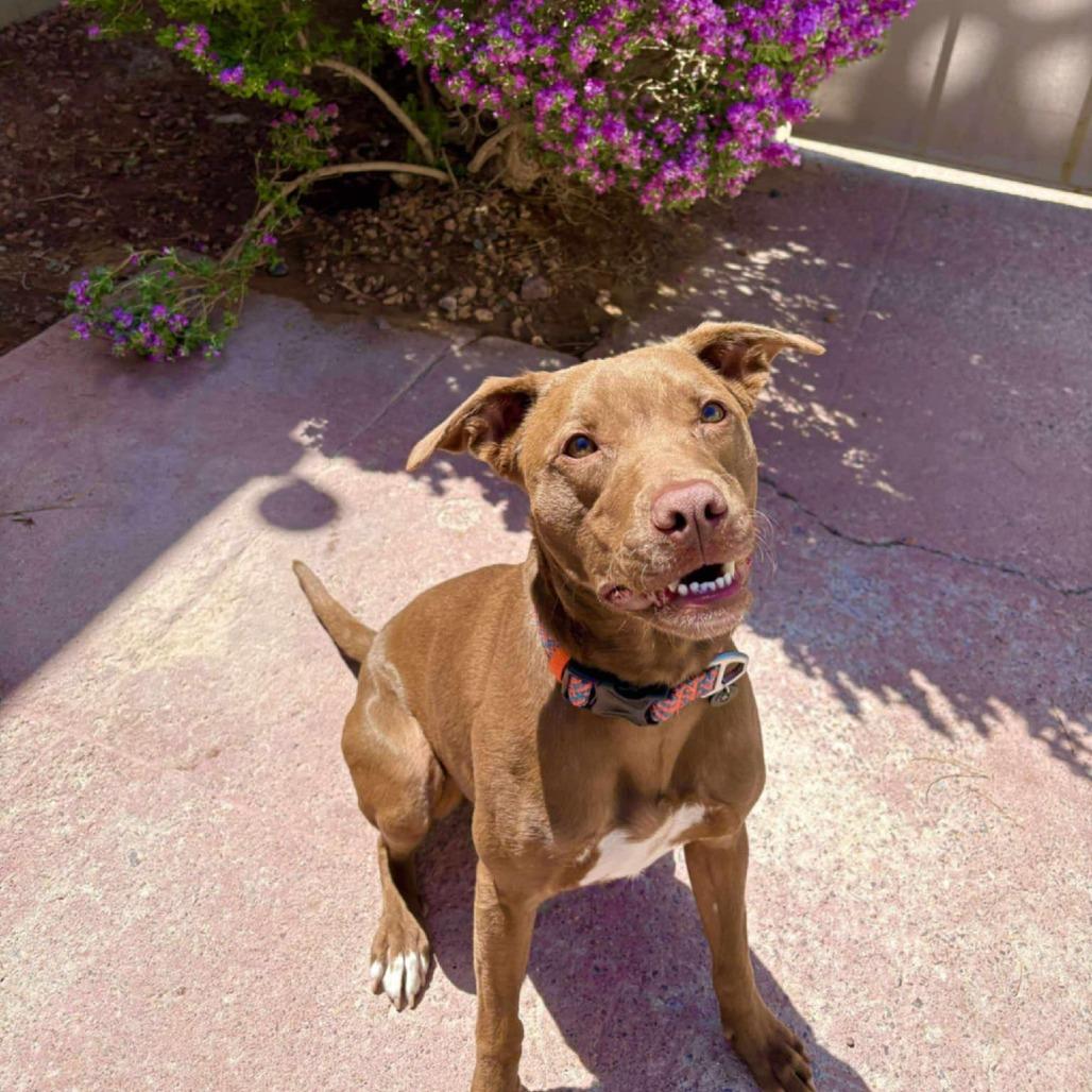 Enlarge Davey - PAWS, a Adoptable Mixed Breed in Las Cruces, NM image 4/6
