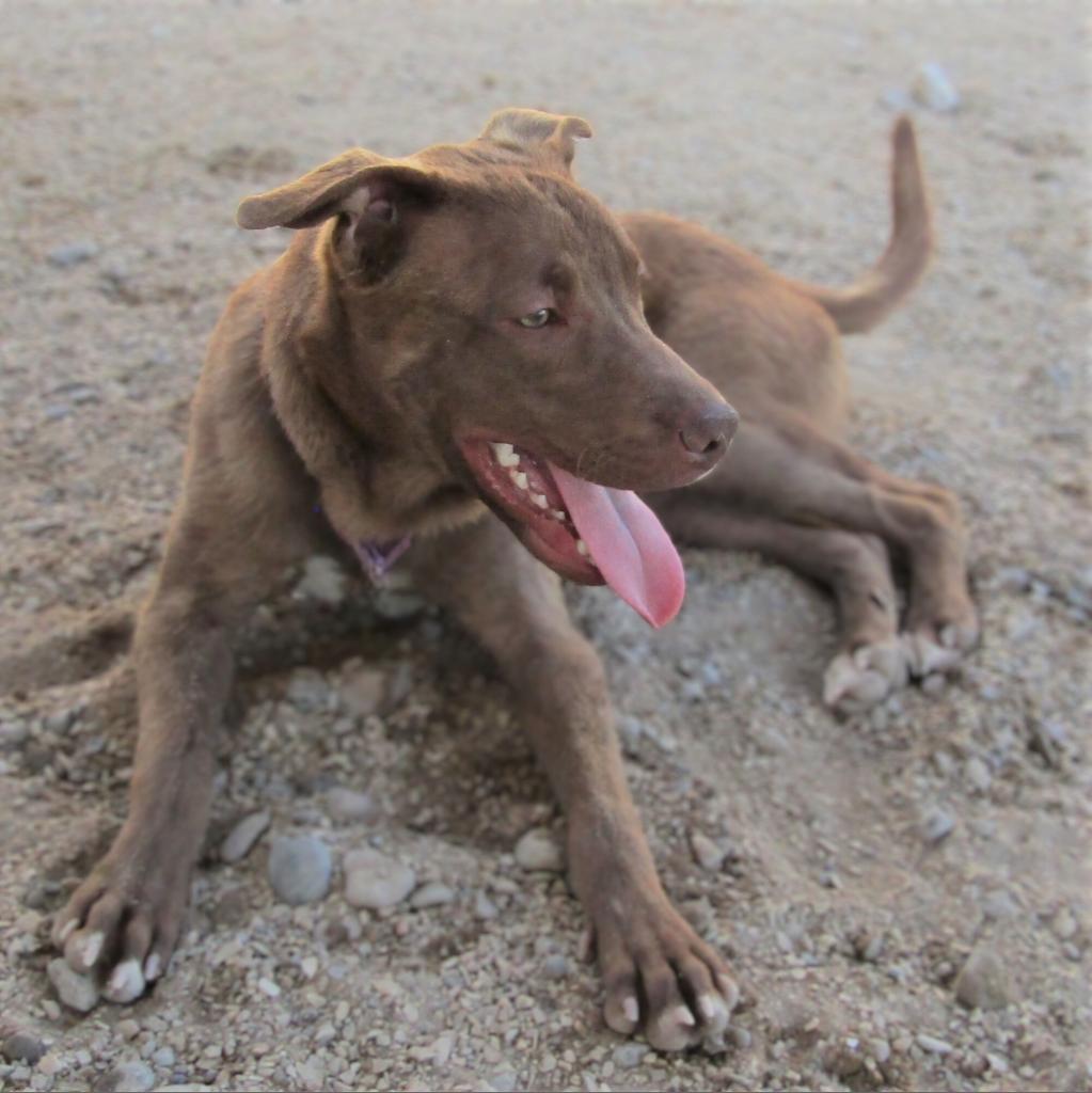 Enlarge Davey - PAWS, a Adoptable Mixed Breed in Las Cruces, NM image 5/6