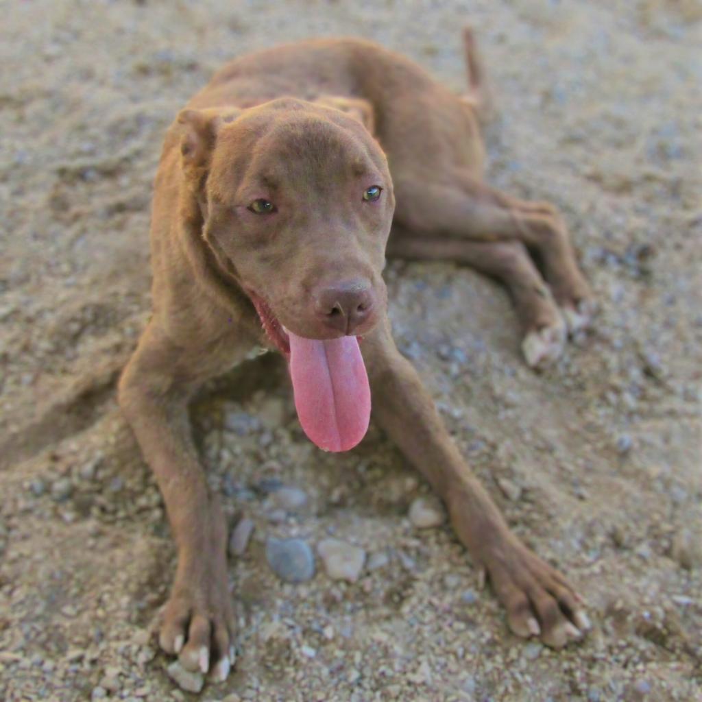 Enlarge Davey - PAWS, a Adoptable Mixed Breed in Las Cruces, NM image 6/6