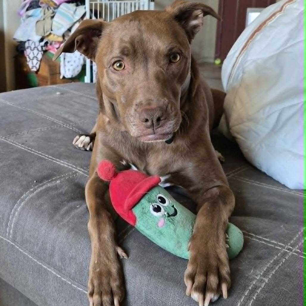 Enlarge Davey - PAWS, a Adoptable Mixed Breed in Las Cruces, NM image 6/6
