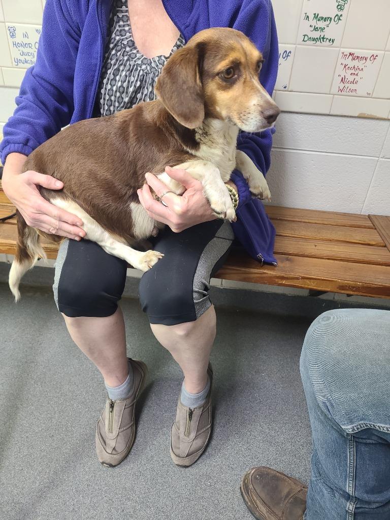 D474-26, Adoptable, Young Female Beagle.