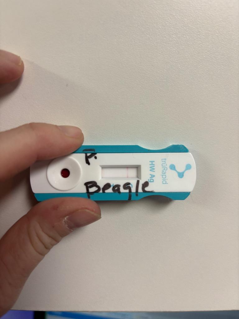 Enlarge D474-26, a Adoptable Beagle in Tifton, GA image 2/2