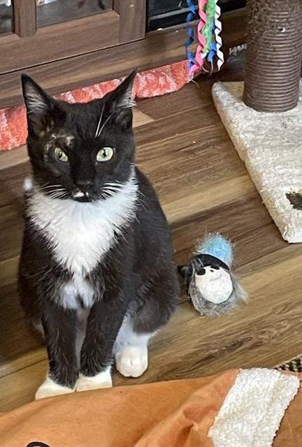EVEREST, Adoptable, Kitten Female Domestic Short Hair.