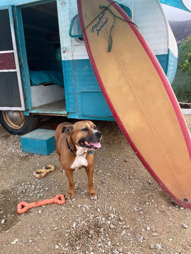 Medusa, a Adoptable mixed breed in San Ysidro, CA image 1/6