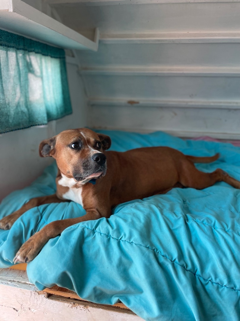 Medusa, a Adoptable mixed breed in San Ysidro, CA image 2/6