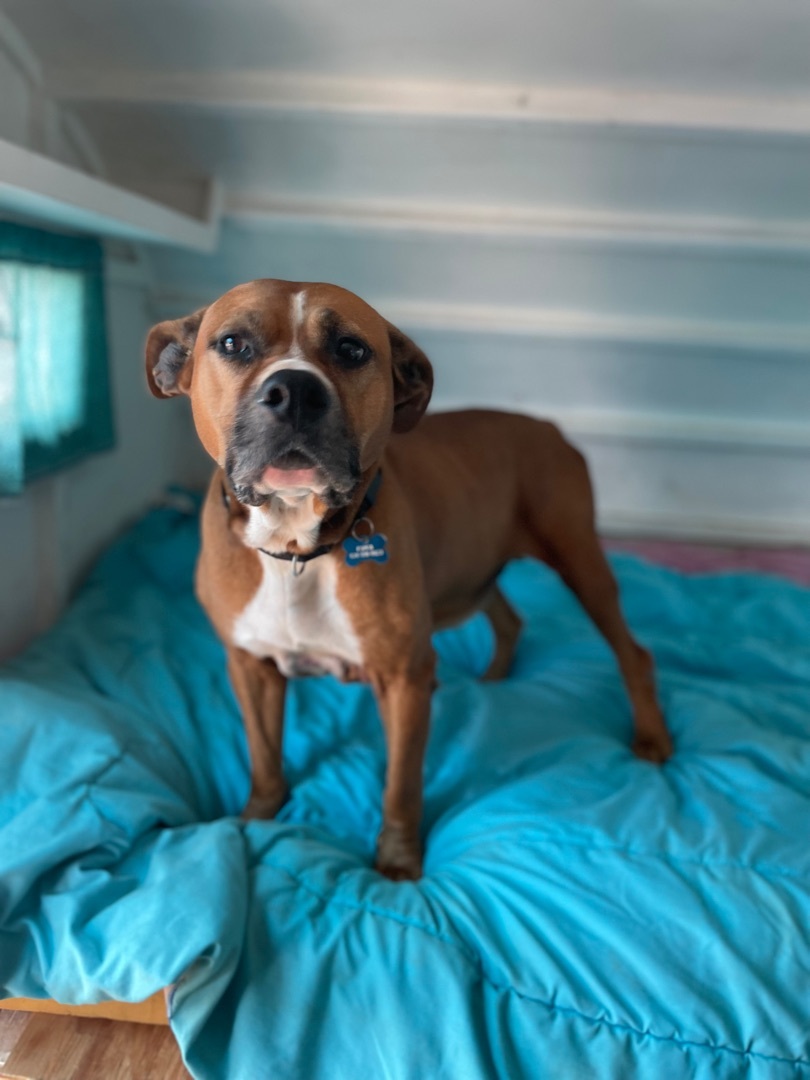 Medusa, a Adoptable mixed breed in San Ysidro, CA image 3/6