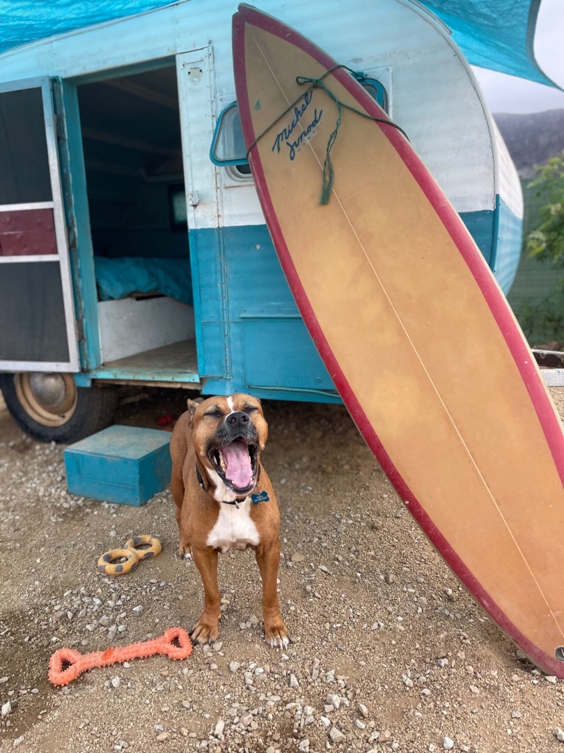 Medusa, a Adoptable mixed breed in San Ysidro, CA image 4/6
