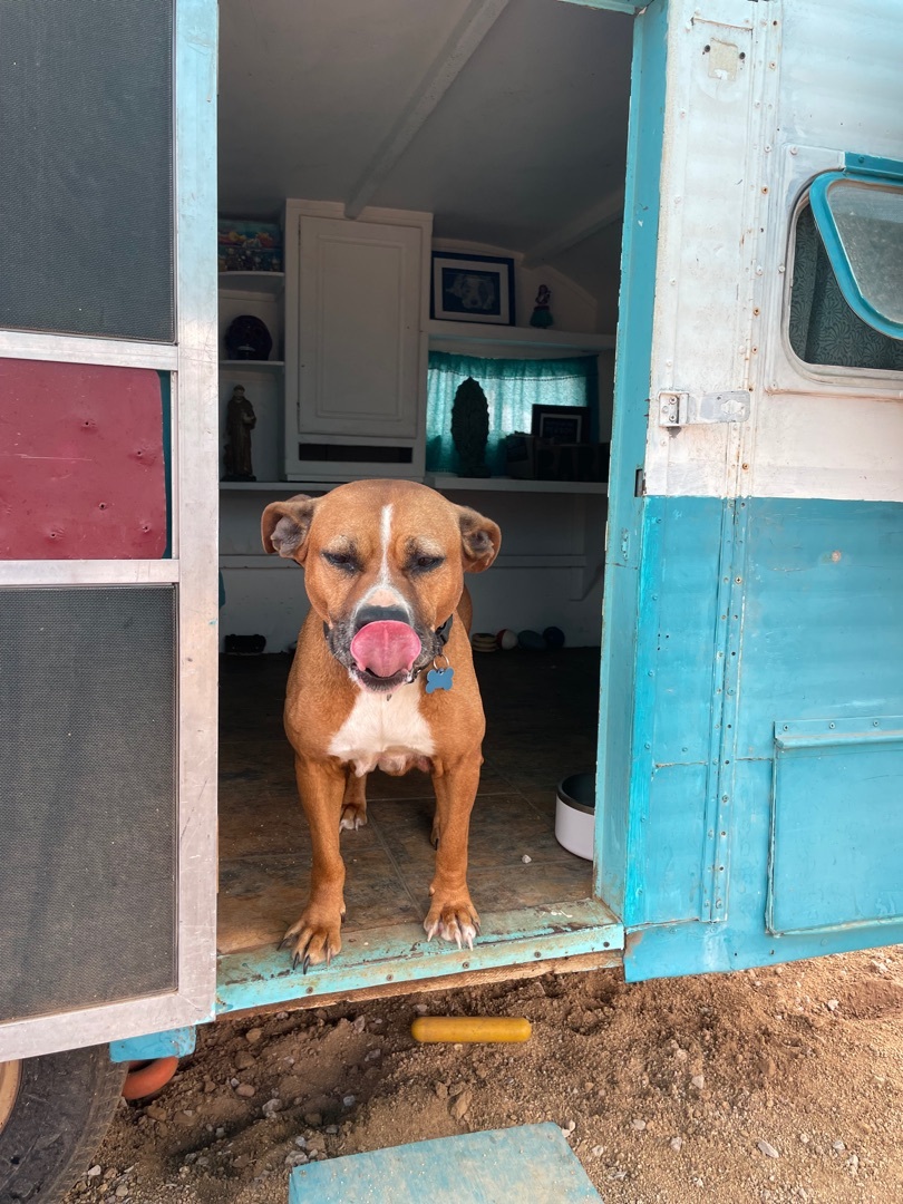 Medusa, a Adoptable mixed breed in San Ysidro, CA image 5/6