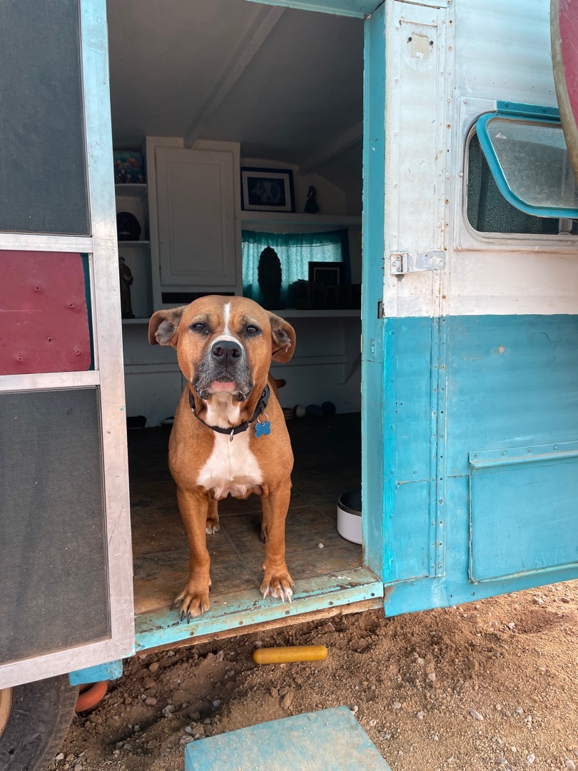 Medusa, a Adoptable mixed breed in San Ysidro, CA image 6/6