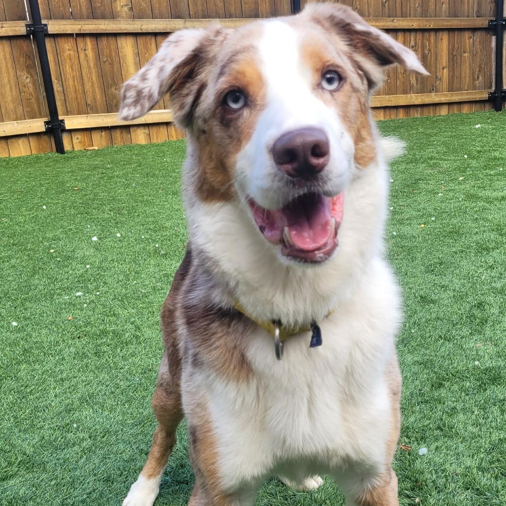 Max, a Adoptable mixed breed in Naperville, IL image 1/5