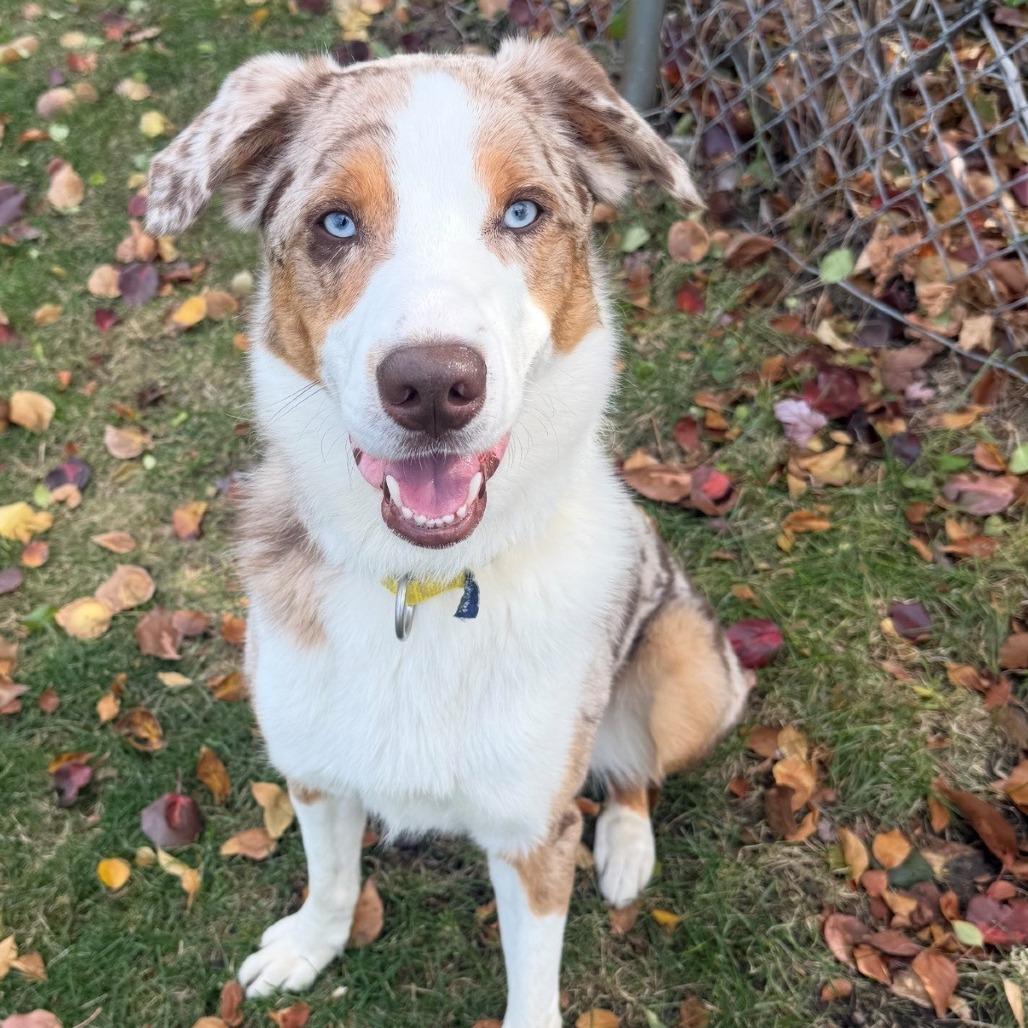 Max, a Adoptable mixed breed in Naperville, IL image 2/5