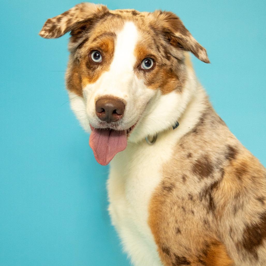 Max, a Adoptable mixed breed in Naperville, IL image 3/5