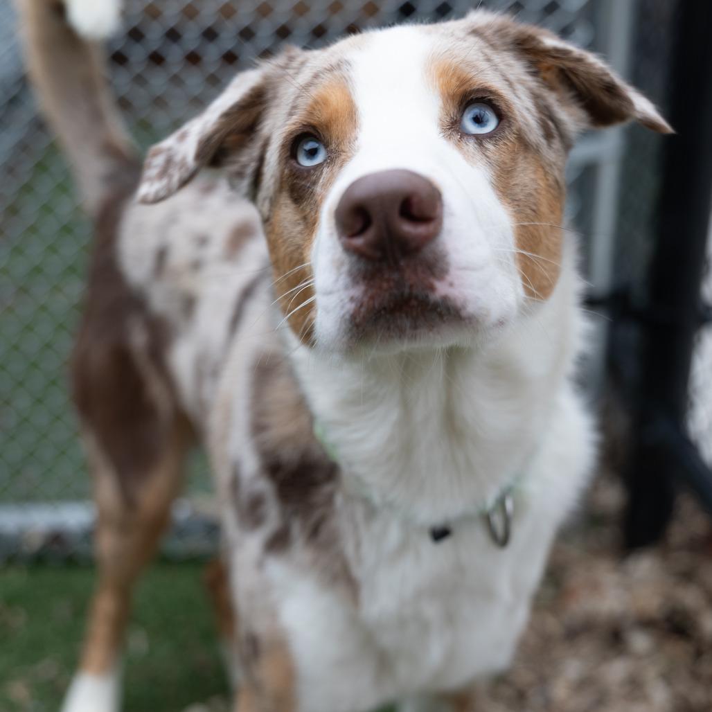 Max, a Adoptable mixed breed in Naperville, IL image 4/5
