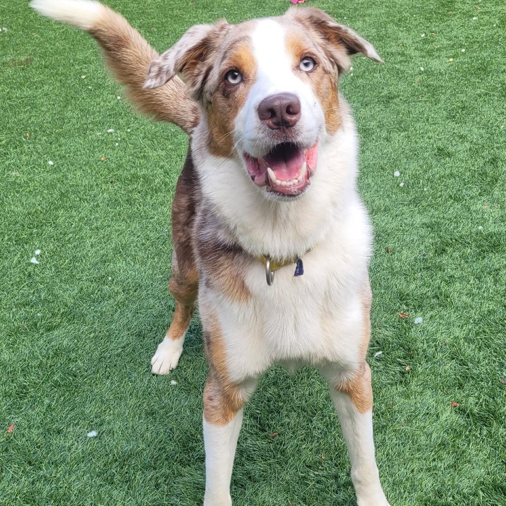 Max, a Adoptable mixed breed in Naperville, IL image 5/5