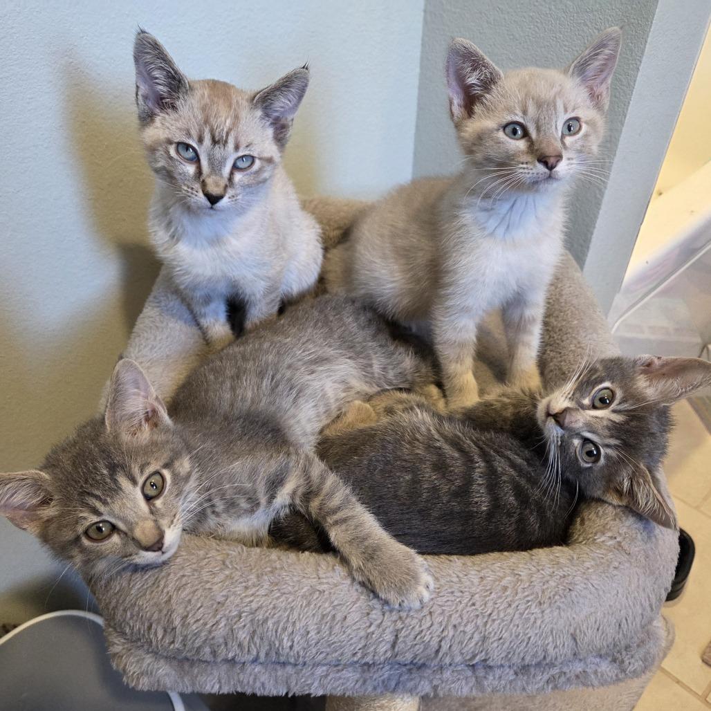 Durango, Adoptable, Kitten Male Domestic Short Hair.