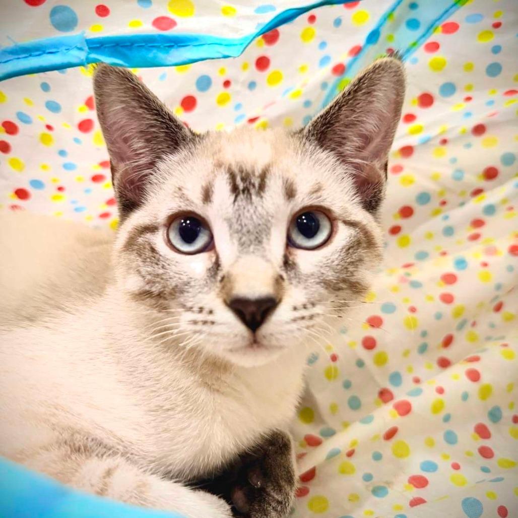 Durango, a Adoptable Domestic Short Hair in Laramie, WY image 3/6