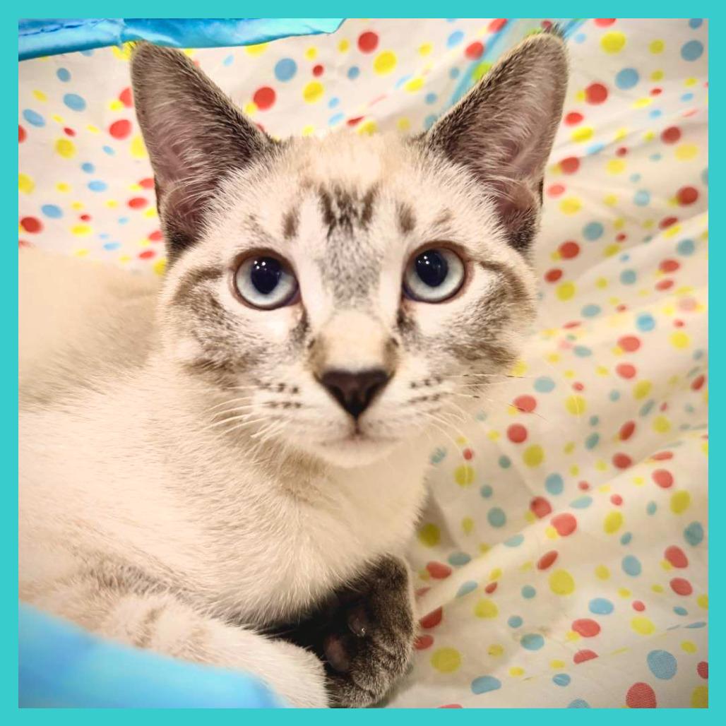 Durango, a Adoptable Domestic Short Hair in Laramie, WY image 3/6