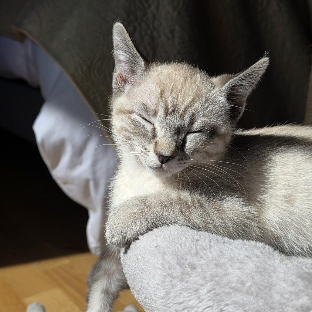Durango, a Adoptable Domestic Short Hair in Laramie, WY image 4/6