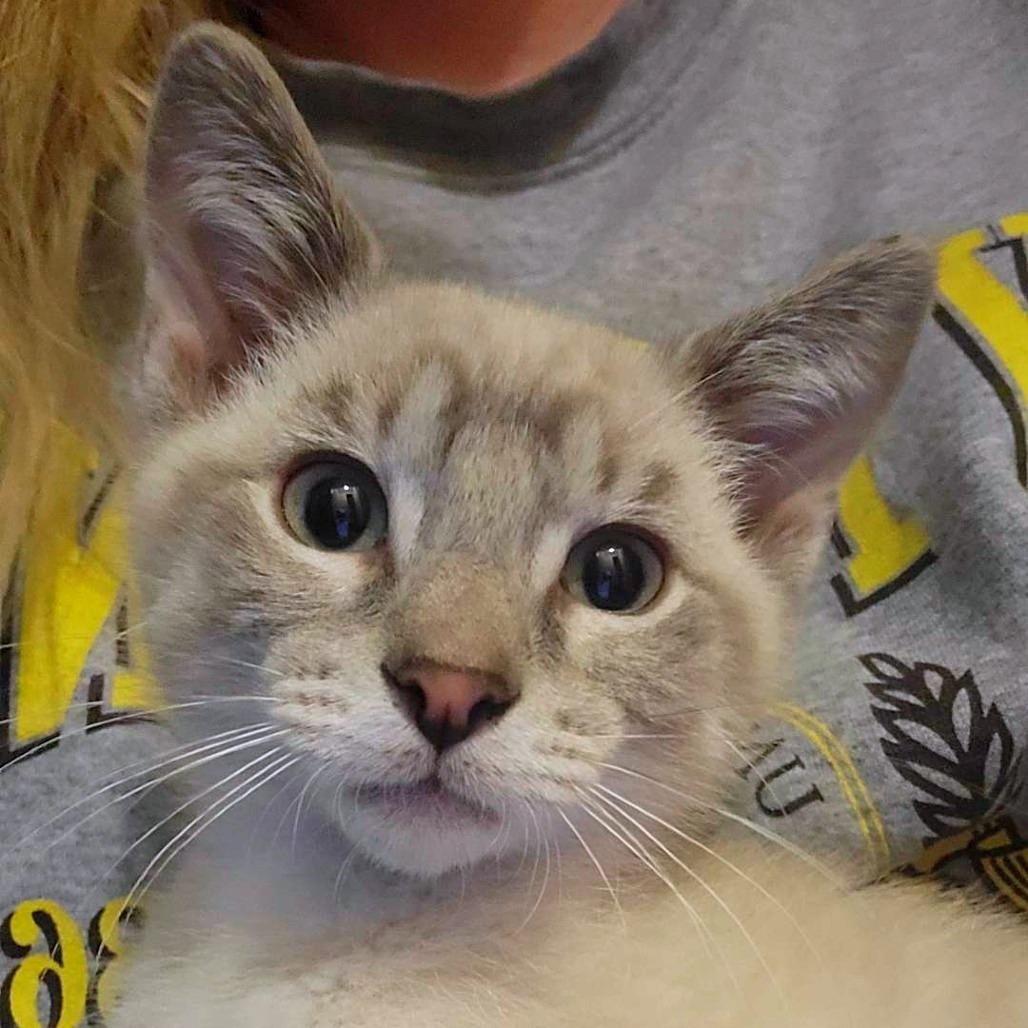 Durango, a Adoptable Domestic Short Hair in Laramie, WY image 5/6