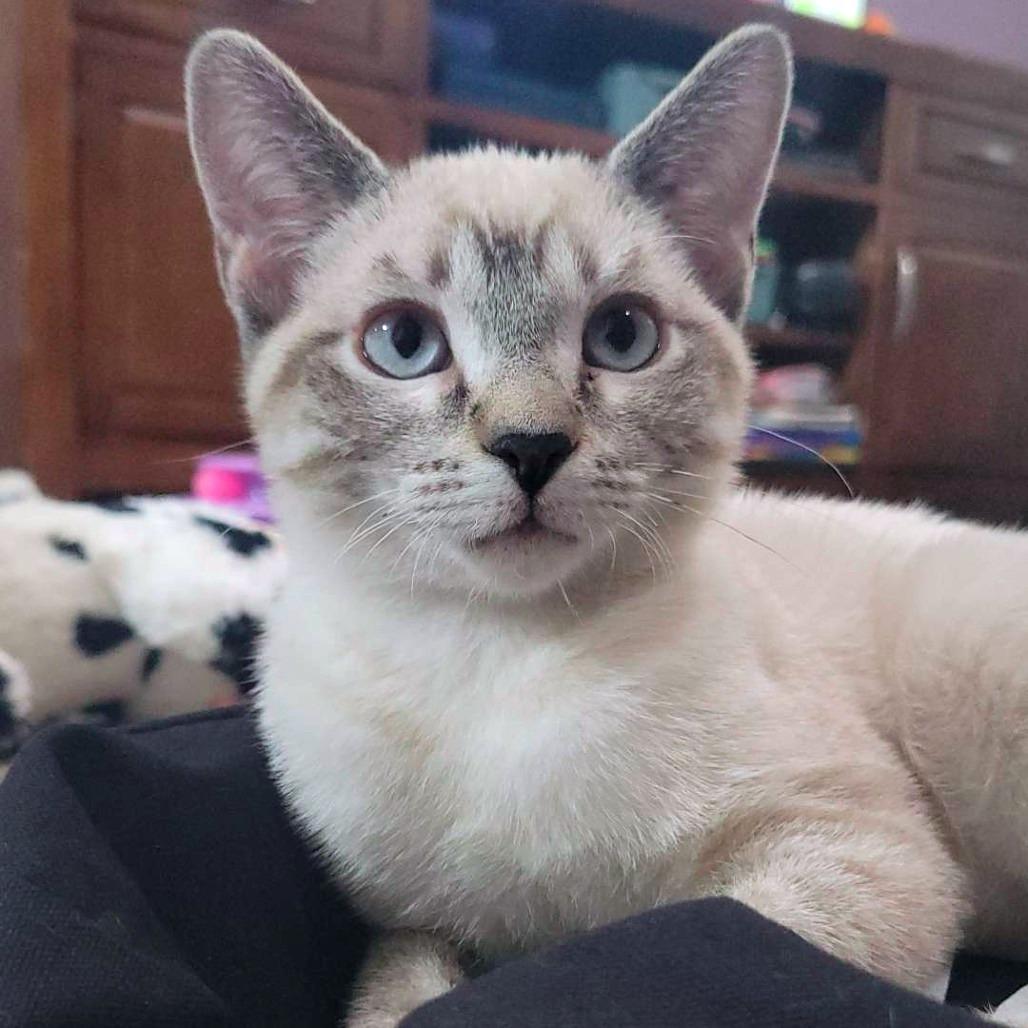 Durango, a Adoptable Domestic Short Hair in Laramie, WY image 6/6