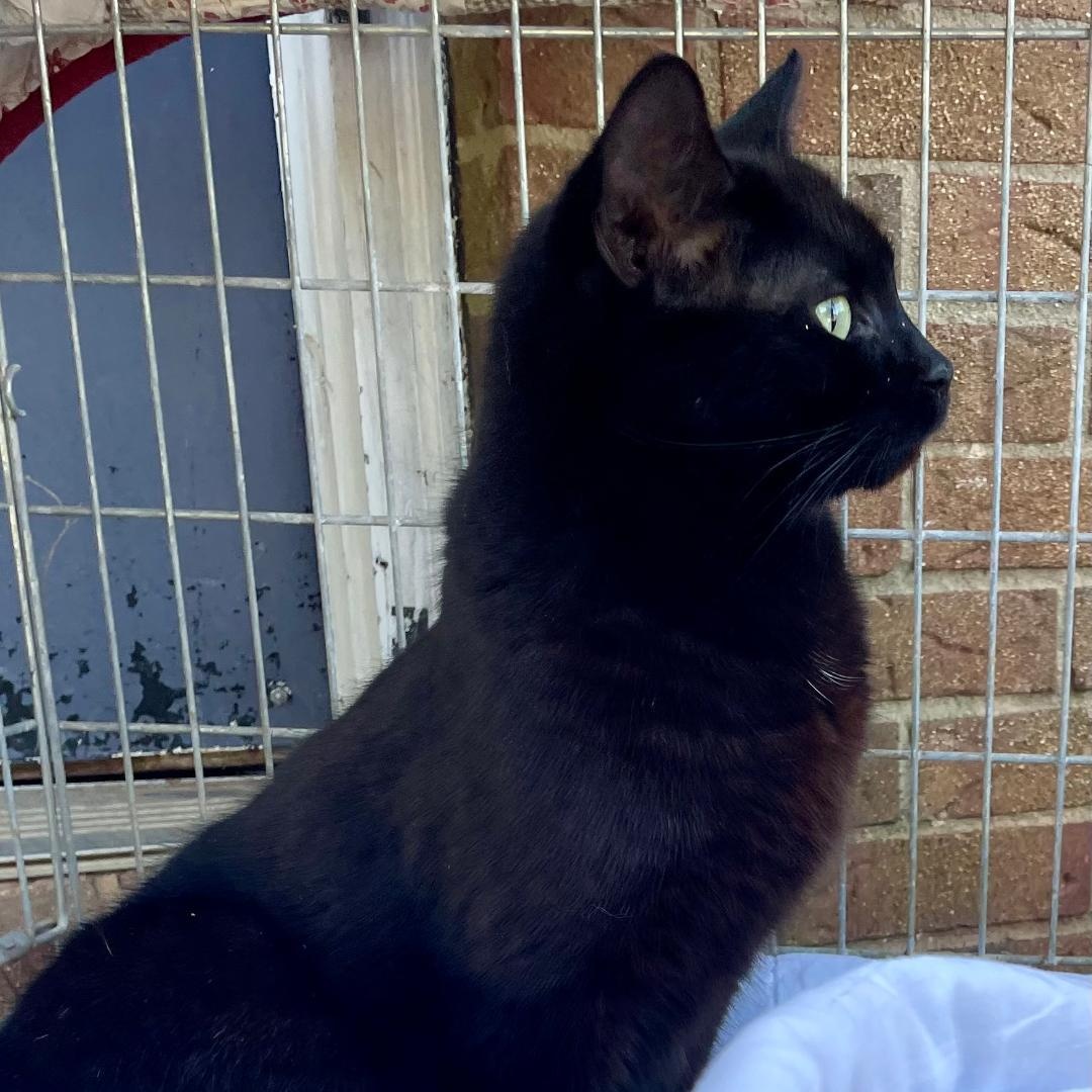 Enlarge Flower, a ADOPTABLE Domestic Short Hair in Gastonia, NC image 2/2