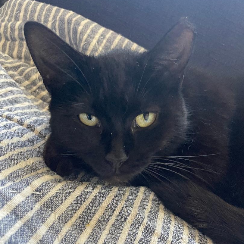 Enlarge Flower, a ADOPTABLE Domestic Short Hair in Gastonia, NC image 1/2