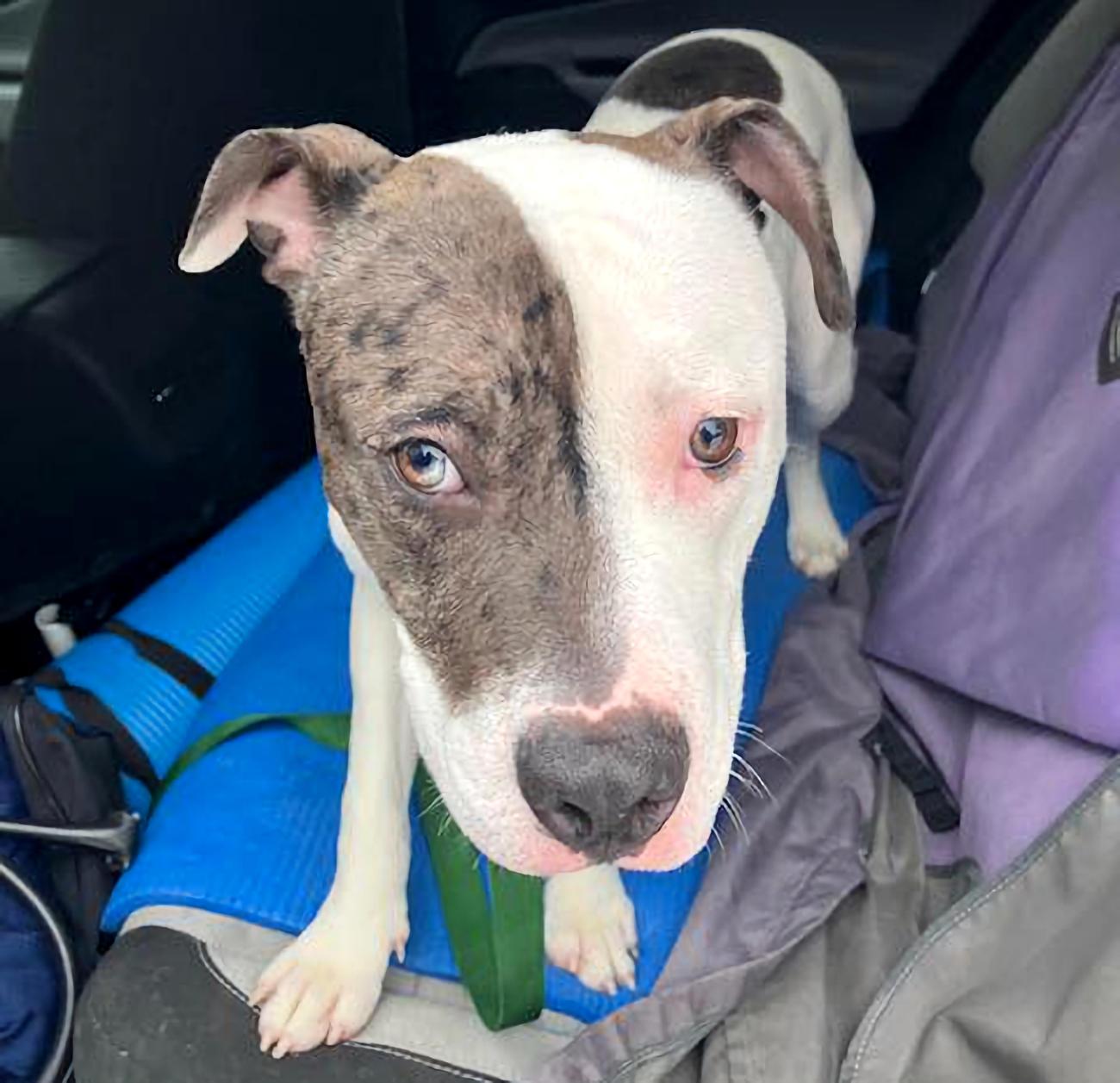 Daisy, ADOPTABLE, Young Female Pit Bull Terrier.