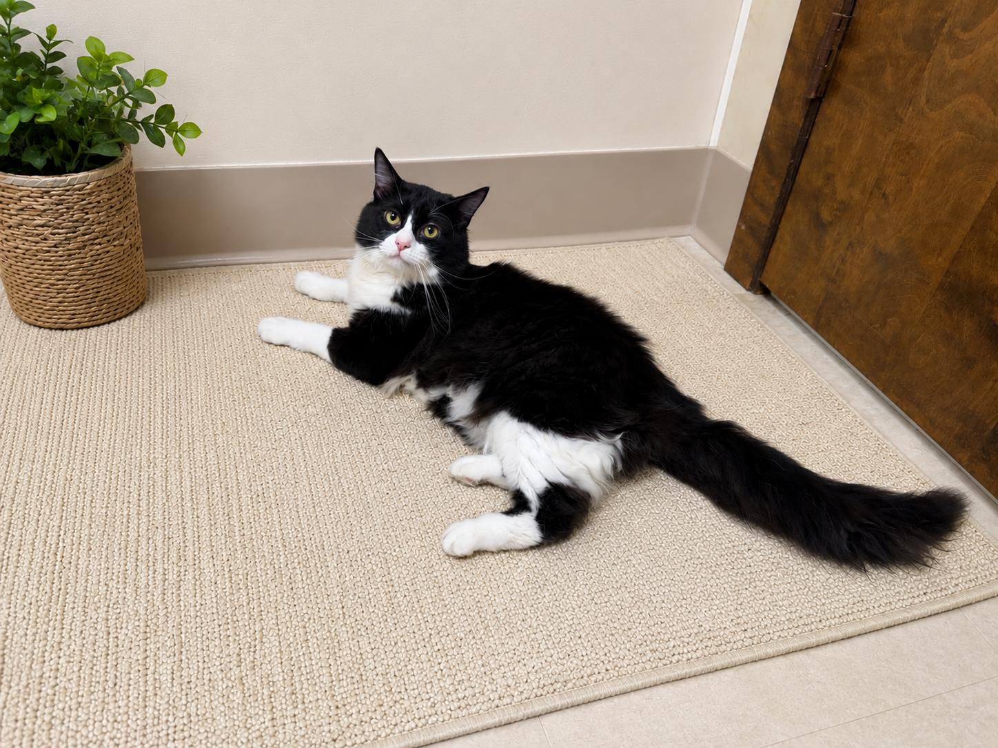 Domino, ADOPTABLE, Young Male Domestic Medium Hair.