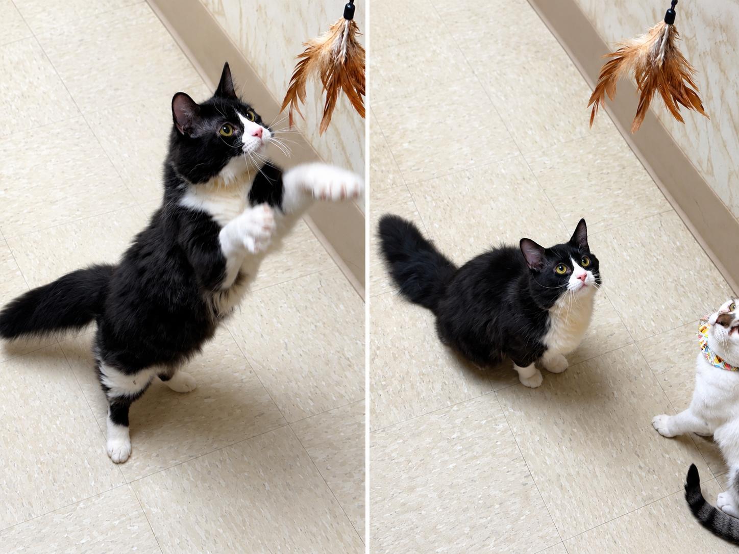 Domino, a ADOPTABLE Domestic Medium Hair in Seminole, OK image 2/2
