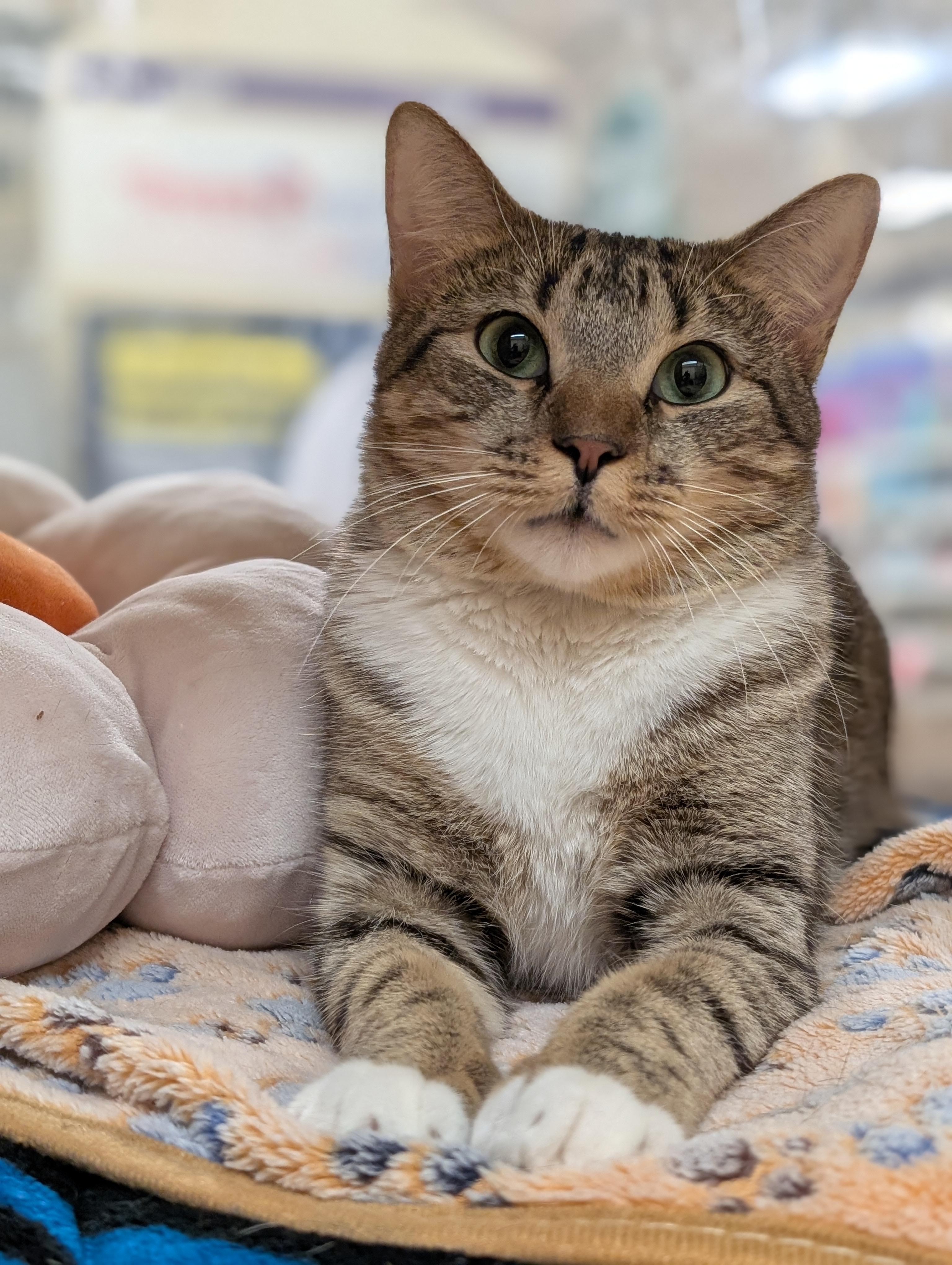 Young Gentleman, Adoptable, Young Male Domestic Short Hair.