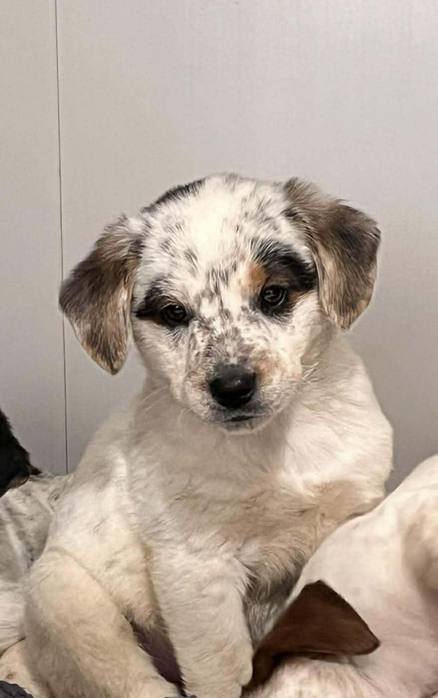 Jade, adopted, Puppy Male English Coonhound.