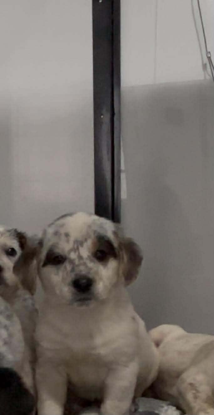 Enlarge Jade, an adopted mixed breed in HONEY BROOK, PA image 3/4