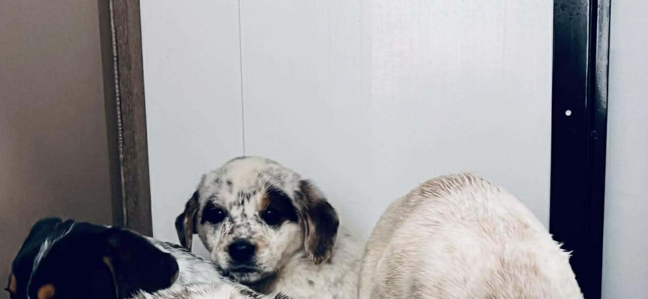 Enlarge Jade, an adopted mixed breed in HONEY BROOK, PA image 2/4