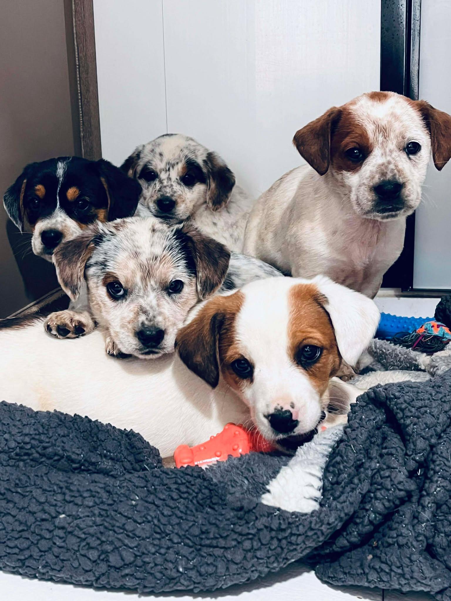 Enlarge Jade, an adopted mixed breed in HONEY BROOK, PA image 4/4