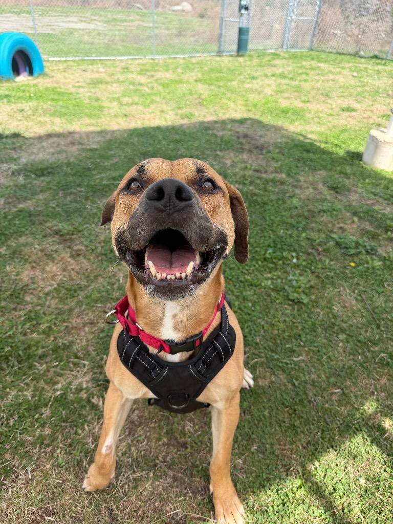 Roscoe, Adoptable, Adult Male Mixed Breed.