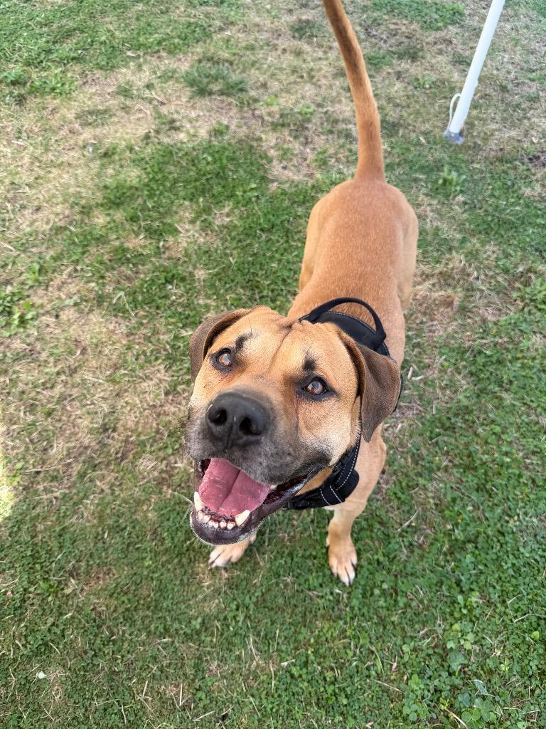Enlarge Roscoe, a Adoptable mixed breed in Hyde Park, NY image 2/3