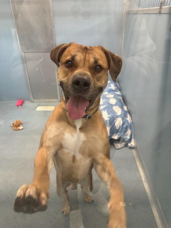 Enlarge Roscoe, a Adoptable mixed breed in Hyde Park, NY image 3/3