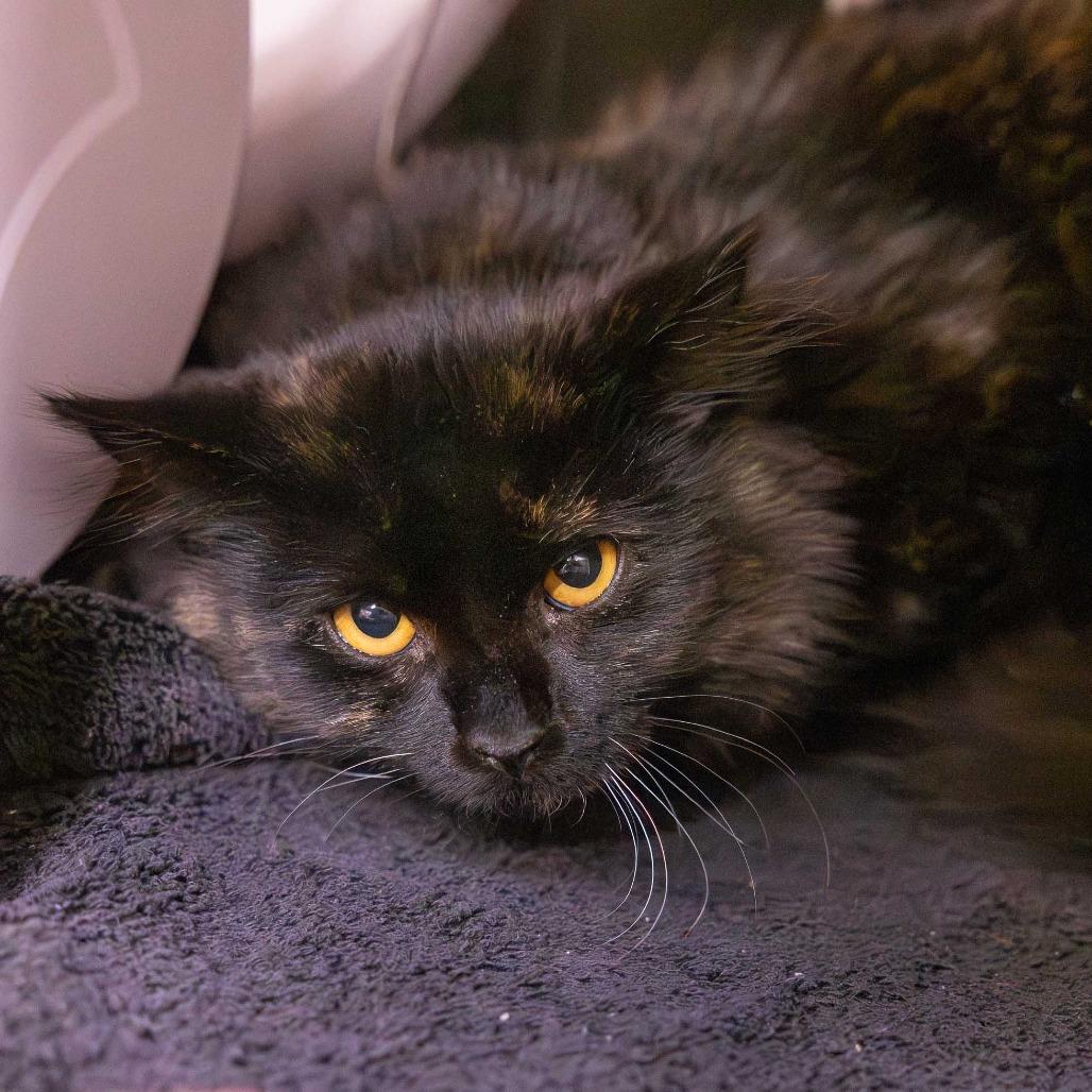 Wednesday, Adoptable, Young Female Domestic Short Hair.