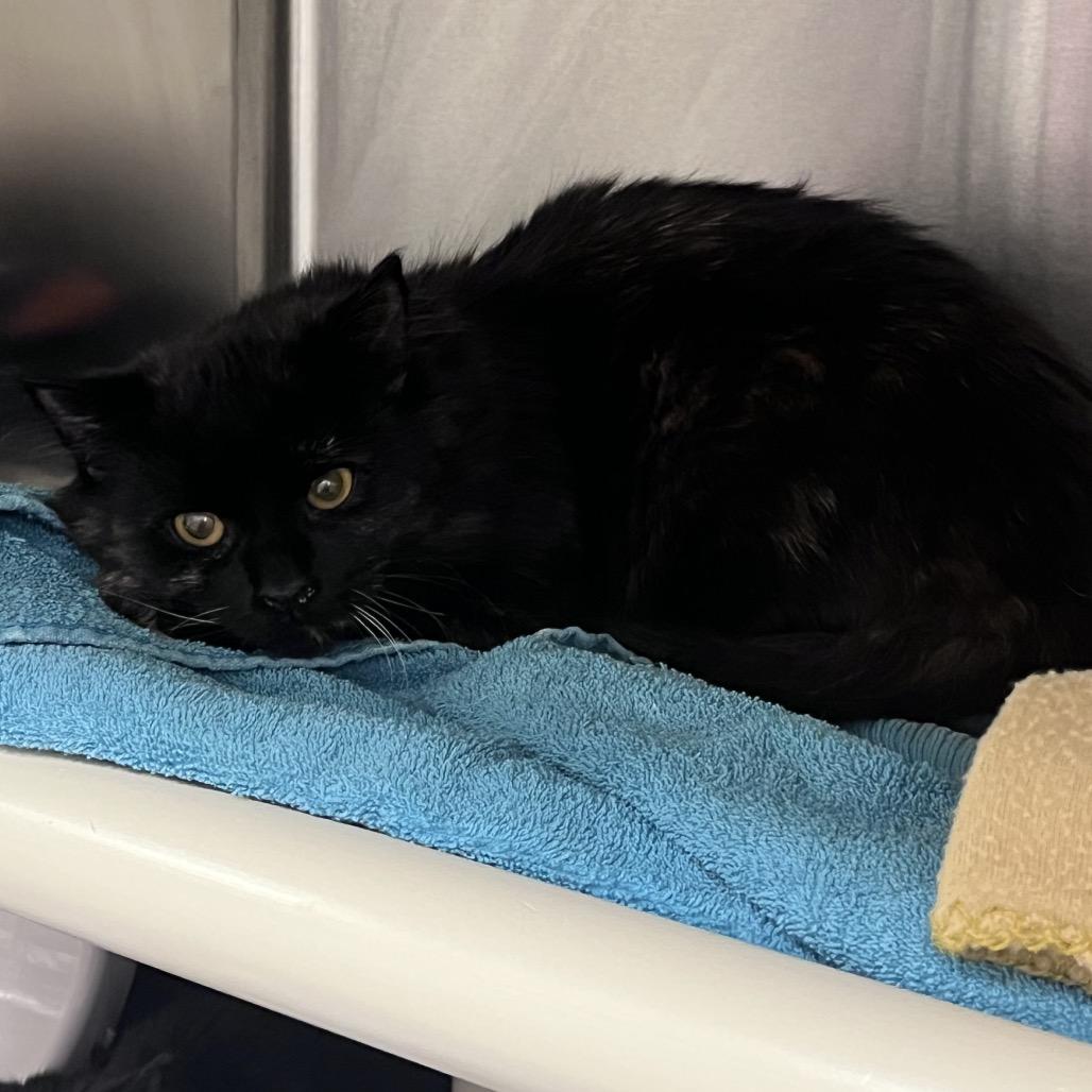 Enlarge Wednesday, a Adoptable Domestic Short Hair in Mentor, OH image 2/2