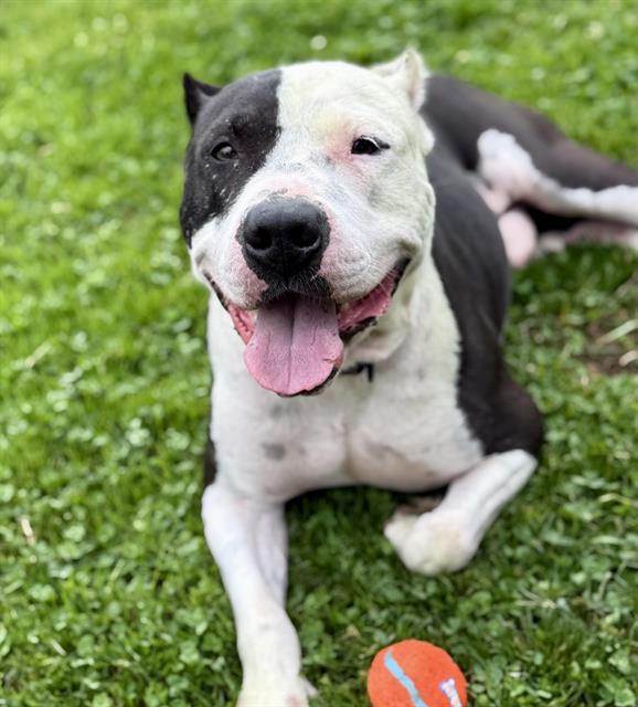 FOREST, Adoptable, Adult Male Pit Bull Terrier.