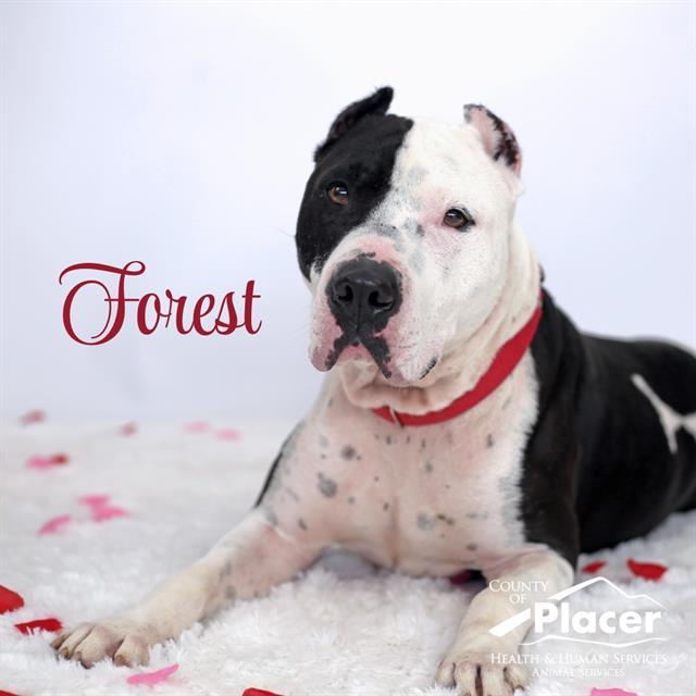 FOREST, Adoptable, Adult Male Pit Bull Terrier.